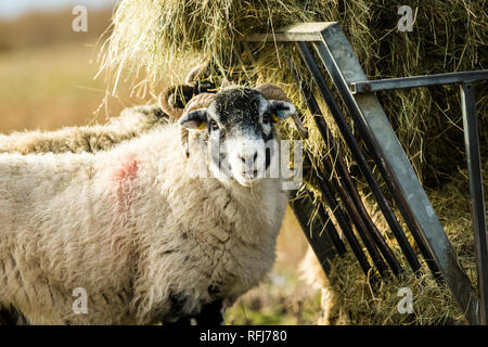 Swaledale pecora in inverno. Aprire la brughiera allevamento collinare in Yorkshire Dales, Inghilterra, Regno Unito. Swaledale pecore sono una comune razza di pecore in Nord Yorks Foto Stock