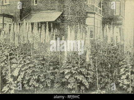 . Caduta la semina. Vivaio di Pittsburgh Pennsylvania cataloghi; lampadine (piante) cataloghi; piante ornamentali, cataloghi; fiori Semi cataloghi; arbusti cataloghi. Prezzi speciali per l'autunno del 1900. 9. TALL INGLESE DELPHINSUMS.-dalla fotografia. Alti DELPHINIUMS inglese. Io sono tentato di dire che la migliorata Delphiniums inglese sono le più belle piante di hardy nella coltivazione, ma io sono anche tentati di dire questo di un punteggio di altre cose, e, naturalmente, è impossibile dire che è la più bella di hardy piante, perché hanno un immensa varietà di bellezza che lo stupore cresce che peo Foto Stock