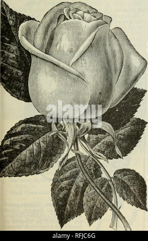 . La molla 1899. Vivaio Ohio cataloghi; semi di ortaggi cataloghi; fiori cataloghi; lampadine (piante) cataloghi; piante ornamentali, cataloghi; alberi da frutto piantine Cataloghi Cataloghi di frutta. con da 12 a 15 foglie, $4.00; dimensione 2d, con L0 a 12 foglie, $3.00; 3d dimensione, con 7 a 10 foglie, $1.50. PLUMBAGO. Capensis. Un impianto degno del più generale cultiva- zione; la produzione di grandi travi reticolari di delicato blu azzurro fiori. Eccellente per biancheria da letto in estate o in crescita in vasi per singolo esemplare piante. 10c. Capensis Alba. Altrettanto auspicabile come Plumbago Capensis e identico in ogni rispetto ma col Foto Stock