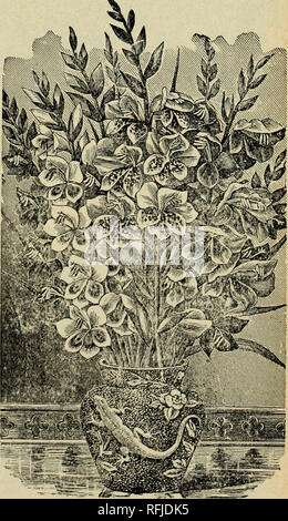 . Bellissimi fiori dalla calla serre, Calla, O., 1899. Vivai (orticoltura) Ohio cataloghi; vivaio Ohio cataloghi; fiori cataloghi; piante cataloghi. Â¢E non è in grado di enfatizzare troppo fortemente la desiderabilità di questi magnifici fiori, se le persone a comprendere il grande valore di questa splendida classe di estate i bulbi come dovrebbero, ci sarebbe dieci volte come molti piantate. Quando consideriamo con quale facilità sono cresciute, come facilmente essi mav essere erano in fiore per tutta l'estate e l'autunno, come essi mantengono' il loro vigore, quanto rapidamente si moltiplicano, cosa poco difficoltà è a cura di Foto Stock