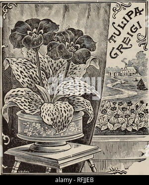 . High Grade 1899 lampadine &AMP; sementi per la semina di caduta. Vivaio nello Stato di New York New York cataloghi; fiori cataloghi; lampadine (piante) cataloghi; piante ornamentali, cataloghi; attrezzature da giardinaggio e i cataloghi dei materiali di consumo. TULIPA.S (Tulipani botanici.) Clusiana principali. Delicatamente bianca oscurata, flussato con rosso con un con- spicuous viola-base nera -.••••••;* Greigii. Un incredibilmente bello e specie distinta, molto grandi fiori, brillante arancio-rosso scarlatto, con il giallo e il nero base . . Oculis Sotis. Profondo rosso con il centro nero, un molto appariscente vaneiy . . Il Florentina Odorata. Giallo, molto belle of Foto Stock