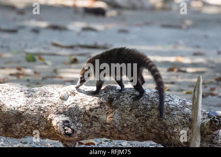 Bianco-coati dal naso (Nasua narica) Foto Stock