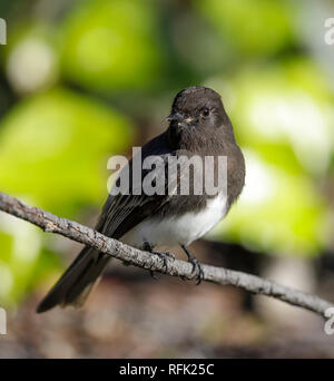 Nero Phoebe (bianco-winged), Adulto. Foto Stock