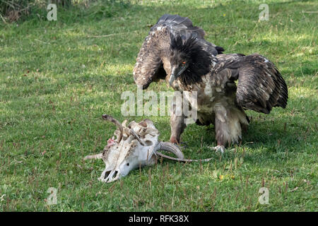 Lammergeir (gipeto, Gypaetus barbatus) da una pila di ossa, Sunkar Centro dei falchi, Almaty, Kazakhstan Foto Stock
