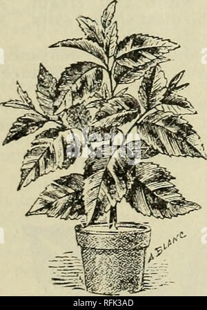 . Catalogo annuale 1899 piante esotiche native, alberi, arbusti. Vivai (orticoltura) Florida cataloghi; vivaio Florida cataloghi; piante tropicali cataloghi; Palms cataloghi; alberi da frutto piantine cataloghi; agrumi industria; Cataloghi Cataloghi di frutta; piante ornamentali, cataloghi. IX. Varie Reparto* abbracciando GARA E HARDY Alberi, arbusti, alpinisti e piante erbacee, orchidee, cactus e piante grasse, ornamentali e utile di tutte le descrizioni, vecchio e familiare, nuova e rara. Quasi tutti in questo reparto possono essere trapiantate in qualsiasi momento dell'anno. Molti sono pot- cresciuto Foto Stock