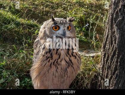 Gufo reale (Bubo bubo), Almaty, Kazakhstan Foto Stock