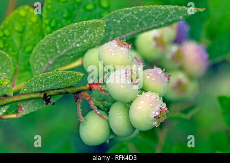 Primo piano di un mazzetto di acerbe highbush settentrionale mirtilli (Vaccinium corymbosum) sulla boccola con gocce di pioggia. Foto Stock