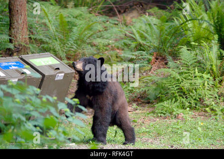 American Black Bear (Ursus americanus) il controllo dei cassonetti in un parco locale in Coquitlam, British Columbia, Canada. Foto Stock