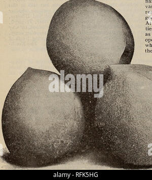 . Glen Santa Maria vivai : 1899. Vivai (orticoltura) Florida Glen Saint Mary cataloghi; alberi da frutto piantine Cataloghi Cataloghi di frutta; alberi da frutta a guscio cataloghi; piante ornamentali, cataloghi. 4 CLEN ST. Maria vivai. sementi provenienti da particolari tipi e ceppi di pesche, in vista di ottenere varietà migliorate. Come risultato di questo impianto sperimentale, abbiamo, probabilmente la più grande e la più preziosa collezione di pesche mai coltivate in America, di varietà adatte per la regione della costa dalla Florida al Texas. La selezione di varietà. A meno che la varietà coltivata è adattato alla località, il hiost Foto Stock