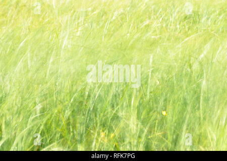 Carici ondeggianti nel vento. Prato umido durante la fienagione. Lussureggiante verde erba. Foto Stock