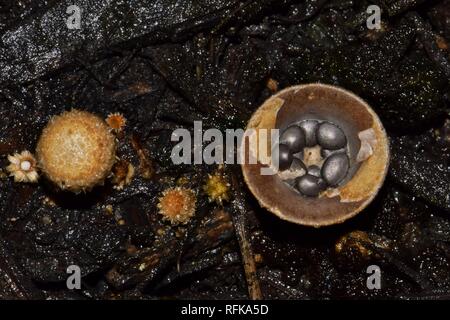 Riscontrato nei tropici del nord America, il nido di uccelli fungo è comune e può essere trovato in mezzo umido la pacciamatura giardino. Il fungo assomiglia a un nido. Foto Stock