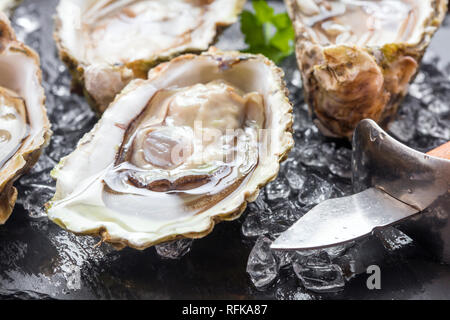 Aprire le ostriche con ghiaccio e limone su sfondo di ardesia Foto Stock