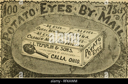 . Bellissimi fiori dalla calla serre. Vivai (orticoltura) Ohio cataloghi; fiori cataloghi; piante cataloghi; Templin-Bradley società sementiera; Vivai (orticoltura); fiori e piante. Li TEMPLIN &AMP; Figli, CALLA, Ohio.. Gli occhi di patata da JVIAILi. Molti vorrebbero acquistare nuove varietà di patate, ma non si cura di andare a scapito della loro ordinazione in quantità sufficiente per avere loro trasmessi dalla express o merci, con un le cariche di solito le aree più o meno il costo delle patate, in modo particolare se la distanza è grande. Per la comodità di tutti tali persone siamo prep Foto Stock
