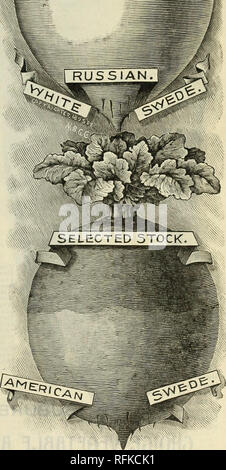 . Cresciuto settentrionale testato semi. Vivai (orticoltura) Minnesota cataloghi; semi di ortaggi cataloghi; fiori cataloghi; Vivai (orticoltura); Verdure; fiori. . Si prega di notare che queste immagini vengono estratte dalla pagina sottoposta a scansione di immagini che possono essere state migliorate digitalmente per la leggibilità - Colorazione e aspetto di queste illustrazioni potrebbero non perfettamente assomigliano al lavoro originale. Northrup King &AMP; Co; Henry G. vivaio di Gilbert e il commercio di sementi Catalogo Collezione. Minneapolis, Minn. : Northrup, Braslan, Goodwin Co. Foto Stock