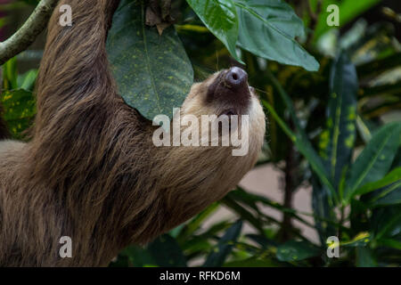 Un profilo di un bellissimo adulto bradipo appeso nella tettoia di un albero Foto Stock