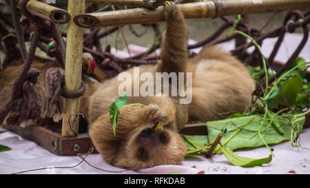 Un primo piano di un adorabile baby bradipo dormire in un bambù den progettato come una scalata degli aiuti per lo sviluppo di bradipi. Jaguar Centro di salvataggio, Costa Rica Foto Stock