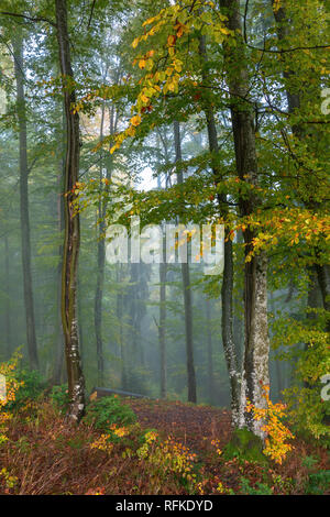 Blue nebbiosa mattina nella foresta di autunno. bellissimo paesaggio naturale. mix di giallo e verde fogliame degli alberi Foto Stock