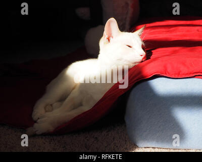 Mitzie il punto di fiamma siamesi a prendere il sole e a sonnecchiare Foto Stock