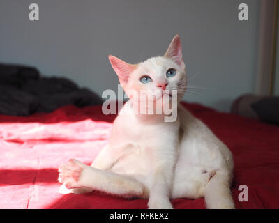 Mitzie il punto di fiamma spaziatura Siamese fuori in posizione di yoga Foto Stock