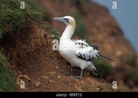 Northern Gannet (Morus Bassanus) Foto Stock