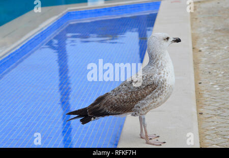 Aringa maschio gabbiano nome latino Larus argentatus da una piscina Foto Stock