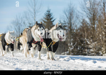 Un team di quattro husky slitte trainate da cani in esecuzione su un deserto nevoso road. Slitta con cani husky in inverno campagna ceca. Cani Husky in un team in inverno Foto Stock