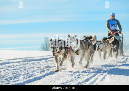 Un team di quattro husky slitte trainate da cani in esecuzione su un deserto nevoso road. Slitta con cani husky in inverno campagna ceca. Cani Husky in un team in inverno Foto Stock