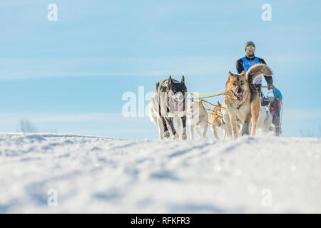 Un team di quattro husky slitte trainate da cani in esecuzione su un deserto nevoso road. Slitta con cani husky in inverno campagna ceca. Cani Husky in un team in inverno Foto Stock