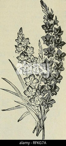 . Il campione di serre città : elenco degli scambi. Vivaio Ohio Springfield cataloghi; piante ornamentali, cataloghi; Rose cataloghi; fiori cataloghi; lampadine (piante) Cataloghi. Città campione serre, Springfield, Ohio. 23 IL GLADIOLUS. Il Gladiolus è la più soddisfacente, la più desiderabile e la più popolare di tutte le lampadine del giardino. Niente altro nel fiore linea costa così poco e niente altro che cresce e fiorisce così facilmente per nessuno e tutti,in qualsiasi di terreno o di clima. Esso rende un display che per la brillantezza e la bellezza della colorazione, pochi lampadine possono essere uguale e nessuno a superarlo. GLADIOLI. - M Foto Stock