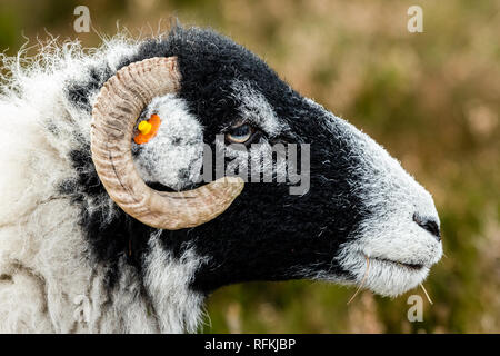 Swaledale pecora in inverno. Aprire la brughiera allevamento collinare in Yorkshire Dales, Inghilterra, Regno Unito.Swaledale pecore sono una comune razza di pecore in North Yorkshire Foto Stock