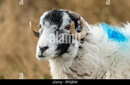 Swaledale pecora in inverno. Aprire la brughiera allevamento collinare in Yorkshire Dales, Inghilterra, Regno Unito.Swaledale pecore sono una comune razza di pecore in North Yorkshire Foto Stock