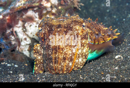 La seppia o cuttles sono molluschi marini dell'ordine Sepiida,Cefalopodi classe Foto Stock