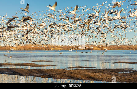 Le oche delle nevi sollevarsi da stagno sul Bosque del Apache National Wildlife Refuge in Nuovo Messico. Foto Stock