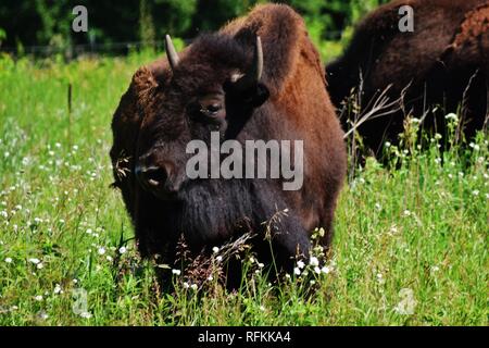 Bisonti americani in piedi in un campo nel sud di Minnesota Foto Stock