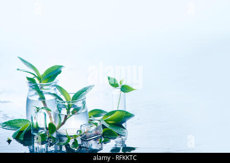 Piante verdi in vasetti di vetro testata. La chiarezza e la freschezza concetto con foglie e acqua. Sfondo luminoso con spazio di copia Foto Stock