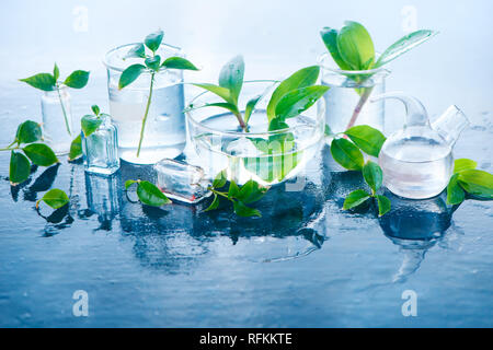 Piante verdi in vasetti di vetro testata. La chiarezza e la freschezza concetto con foglie e acqua. Sfondo luminoso con spazio di copia Foto Stock