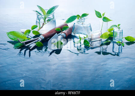 Piante verdi in vasetti di vetro su uno sfondo ad umido con utensili da giardinaggio. Concetto di primavera con spazio di copia Foto Stock