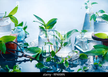 Piante verdi in vasetti di vetro su uno sfondo ad umido con forbici da giardinaggio. Concetto di primavera con spazio di copia Foto Stock