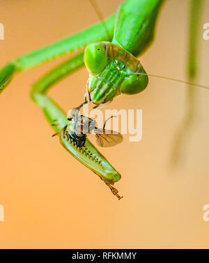 Mantide Religiosa nel mezzo di mangiare una mosca Foto Stock