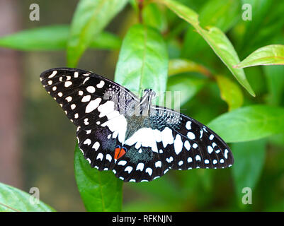Lime butterfly trovato in un giardino Foto Stock