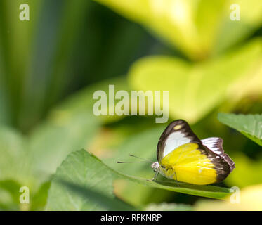 Albatro cioccolato farfalle shot in Kuala Lumpur Parco Butterfly Foto Stock