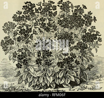 . Catalogo annuale 1899 piante esotiche native, alberi, arbusti. Vivai (orticoltura) Florida cataloghi; vivaio Florida cataloghi; piante tropicali cataloghi; Palms cataloghi; alberi da frutto piantine cataloghi; agrumi industria; Cataloghi Cataloghi di frutta; piante ornamentali, cataloghi. 49 PLUMIERA.***S. Il famoso Fran- gipani delle Indie Occidentali. " Poi abbiamo ammirato il Frangipani, un alto e quasi sfrondato arbusto, con spesse, carnosi germogli, cuscinetto in questa specie di fiori bianchi, che hanno la fragranza peculiari per alcuni fiori bianco-al jessamine, la tuberosa, l'arancione, il Foto Stock