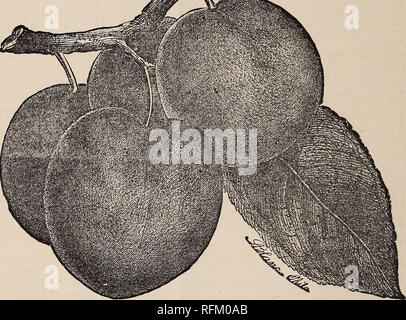 . Catalogo descrittivo di frutta e di alberi ornamentali, vigne, sempreverdi, di arbusti, rose, ecc. Vivai (orticoltura) North Carolina Pomona cataloghi; alberi da frutto piantine Cataloghi Cataloghi di frutta; piante ornamentali, cataloghi. 42 Pomona Hill vivai, Pomona, N. C. nativo standard le prugne. Sotto questa testa sarà trovato una raccolta dei migliori prugne nativo ha portato a notare in varie parti degli Stati Uniti a causa della loro robustezza e grande qualità del cuscinetto. Essi sono la prova contro il curculio-di quel piccolo insetto che così spesso distrugge le belle varietà estere. Essi sembrano Foto Stock