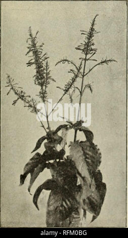 . Catalogo annuale 1899 piante esotiche native, alberi, arbusti. Vivai (orticoltura) Florida cataloghi; vivaio Florida cataloghi; piante tropicali cataloghi; Palms cataloghi; alberi da frutto piantine cataloghi; agrumi industria; Cataloghi Cataloghi di frutta; piante ornamentali, cataloghi. /Ust/coccinea della CIA. L AGERSTRCE - MIA Indica.* S. Cina, Cochin Cina e Giappone. Arricciato mirto. Troppo non può essere detto a favore del delicato-flow ered Lagerstrcemias ; preferiti universale nel sud, e meritatamente in modo. Arbusti decidui, Hardy nel sud degli Stati Uniti, e producendo per tutta l'estate g Foto Stock