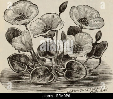 . Seme annuale catalogo 1899. Vivaio Ohio cataloghi di Dayton; semi di ortaggi cataloghi; fiori Semi cataloghi; piante ornamentali, cataloghi. Giacinto Hater.. Papaveri d'acqua. CYPERUS ALTERNIFOLIUS. Un ottimo impianto per coltivazione in acqua o dam]) i luoghi; avranno successo in qualsiasi buon terreno, e sempre pre- sents un libro verde e di aspetto gradevole. 10c. ciascuna. CYPERUS A. variegata. Bella variegata forma di C. Alternifolius. molto attraente e desiderabile, scarse. 50C. ciascuno. AZOLLA FILICILOIDES. {Floating Mots.) un più piacevole e interessante impianto. Le foglie sono di colore verde intenso, rossastro su bordi e Foto Stock