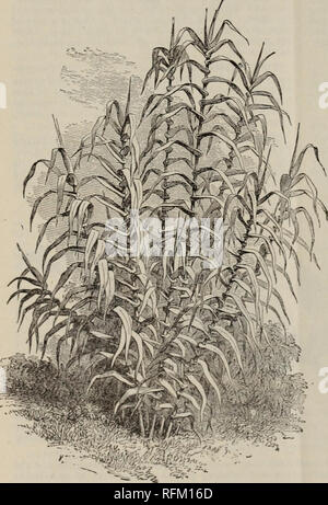 . Catalogo annuale 1899 piante esotiche native, alberi, arbusti. Vivai (orticoltura) Florida cataloghi; vivaio Florida cataloghi; piante tropicali cataloghi; Palms cataloghi; alberi da frutto piantine cataloghi; agrumi industria; Cataloghi Cataloghi di frutta; piante ornamentali, cataloghi. IV. Bambù e graminacee. Utili e ornamentali, Spiegazione dei simboli : *, quelli più hardy, in piedi il clima come lontano nord come Ohio, o lontano. * Hardy lungo tutta la costa del Golfo del Messico, o una temperatura così bassa come i2°o 150 senza gravi o di qualsiasi pregiudizio. * * *, Specie Tropicali, resistere ma geli leggeri u Foto Stock