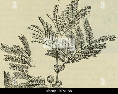 . Catalogo annuale 1899 piante esotiche native, alberi, arbusti. Vivai (orticoltura) Florida cataloghi; vivaio Florida cataloghi; piante tropicali cataloghi; Palms cataloghi; alberi da frutto piantine cataloghi; agrumi industria; Cataloghi Cataloghi di frutta; piante ornamentali, cataloghi. III. Economico, di medicinali e di utile alberi e piante* Spiegazione dei simboli e lettere : *, Hardy in tutto il Sud inferiore, se l'olio d'oliva può essere cresciuto. * *, Semi-Tropical, non essendo in grado di resistere a una temperatura inferiore a quella di 260 Fahr. Senza pregiudizio. * * *, Tropicali. Adatto solo a condizioni estreme di Florida del Sud Foto Stock