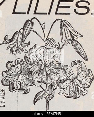 . Il Geo. H. Mellen Co. : 1899. Vivaio Ohio cataloghi; lampadine (piante) cataloghi; fiori Semi cataloghi; piante ornamentali, Cataloghi Cataloghi di frutta. HARDY Triginum, fl. pi., doppia Tiger Lily- Questo magnifico giglio è portato in tri- mense in cluster su steli alti; il flusso- ers sono molto grandi, spesso sei pollici attraverso, e molto double; colore profondo rosso infuocato, macchiato con nero; qualsiasi illus- tration ma dà una vaga idea dell'showiness di questo superbo giglio, Prezzo, 15c ciascuna; quattro per 50c, Liliutn Auratum, il Golden=radiati Lily - questo grand estate-fioritura ordina ora è considerato il Quee Foto Stock