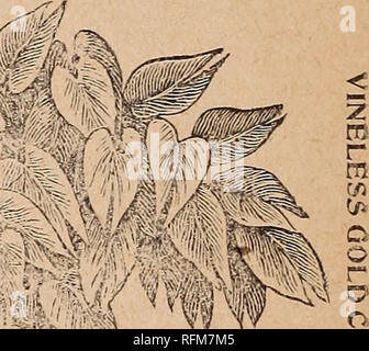. Richardson's 1899 Calendario annuale e il giardino di guida e di catalogo di "ricco" Marca di semi : per vegetale e fiore giardino .... Vivaio, Minnesota, Faribault, cataloghi; GIARDINAGGIO, attrezzature e forniture, cataloghi; Verdure, semi, cataloghi; Fiori, semi, cataloghi. Calendario e guide giardino. NORTH WESTERN SEMENTI CO., FAkÂ" JLT, iVHNN. JCiNE. s T! W T r â â 1 7 1 '.i 4 4 5 8 !) 10 11 12 15 16 17 18 10 22 2-i 21 25 2mo stabiliti i pomodori, peperoni, melanzane, sedano, e più il cavolo. Tbin colture praticato. Seminare per suc- cessif^n, fagioli, beetp, carote, mais, lattuga^ e ravanelli. Descrizione del servizio Foto Stock