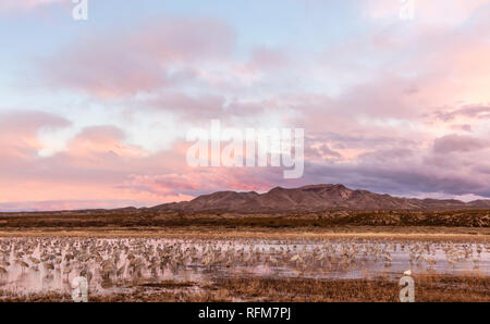 Sandhill gru sono ' appollaiati in stagno a sunrise in Apache del Bosque in Nuovo Messico. Foto Stock